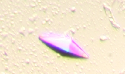 Bi-pyramidal shaped crystal of the Cyclophilin-A enzyme from Azotobacter vinelandii in complex with the synthetic sucAFPFpNA tetrapeptide